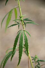 Cannabis leaf closeup with blurry background.