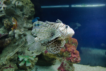 Dangerous poisonous fish swimming in the Moscow Aquarium.