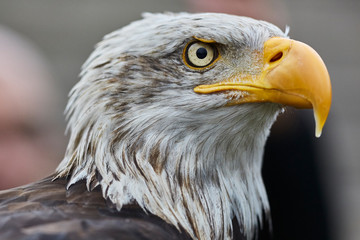 American Eagle portrait with unfocused background