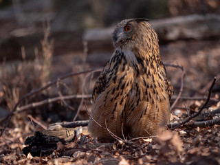 Eurasian eagle-owl (Bubo Bubo) in autumn forest. Eurasian eagle owl sitting on tree. Owl in forest.