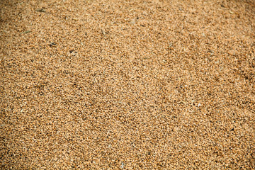 Texture of wheat grains in warm colors.
