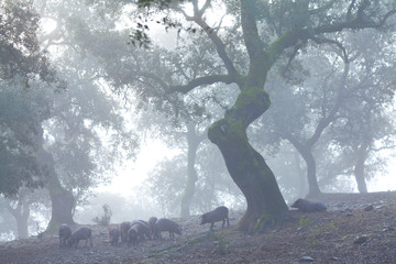 IBERIAN PIG, Sierra de Aracena Natural Park, Huelva, Andalucia, Spain, Europe