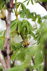 Chestnut leaves and branches with blurred foreground and background.