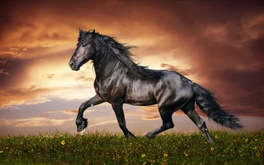 Foto auf Acrylglas Pferde Pferd