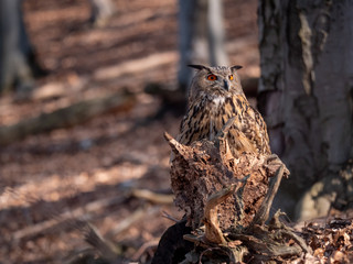 Eurasian eagle-owl (Bubo Bubo) in autumn forest. Eurasian eagle owl sitting on tree. Owl in forest.