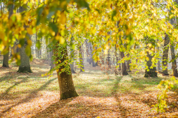 Colorful trees in the forest in the autumn
