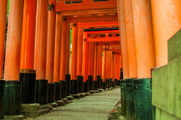 Many shrine gates at Fushimi Inari Taisha Shrine in Japan