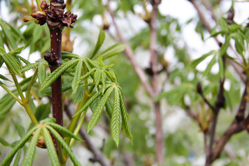 Chestnut leaves and branches with blurred foreground and background.