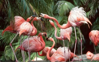 Fototapeten Flamingo © Maksim