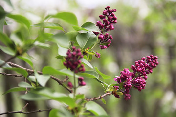 Branches and flowers of burgundy lilac with blurred foreground and background.