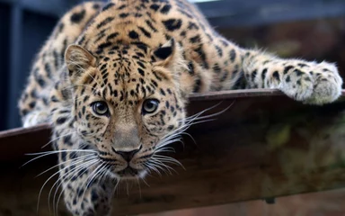 Abwaschbare Fototapete Leopard Leopard