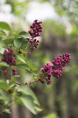 Branches and flowers of burgundy lilac with blurred foreground and background.