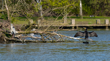 Kormoran trocknet seine Flügel in der Sonne