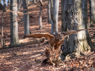Eurasian eagle-owl (Bubo Bubo) in autumn forest. Eurasian eagle owl landing. Owl flying in forest. Eurasian eagle owl in flight.