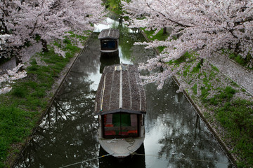 春爛漫の屋形船