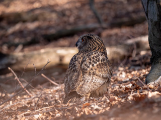 Eurasian eagle-owl (Bubo Bubo) in autumn forest. Eurasian eagle owl sitting on tree. Owl in forest.
