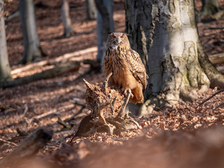 Eurasian eagle-owl (Bubo Bubo) in autumn forest. Eurasian eagle owl sitting on tree. Owl in forest.