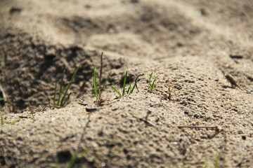 Young shoots of grass among the sand, close-up.