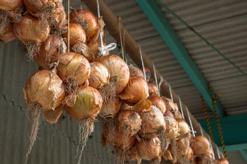 Many onions hung in a shed to dry