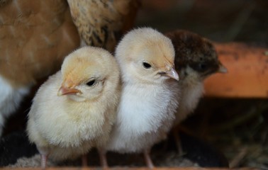 POUSSINS