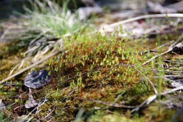 Young sprouts in he spring sun close-up.