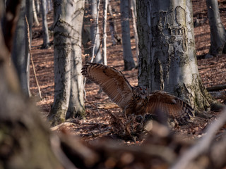 Eurasian eagle-owl (Bubo Bubo) in autumn forest. Eurasian eagle owl landing. Owl flying in forest. Eurasian eagle owl in flight.