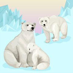 White bear mother and father with baby cub. Vector isolated characters on white background.