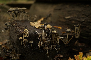 Mushrooms in the forrest 