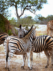 Loving Zebras in South Africa