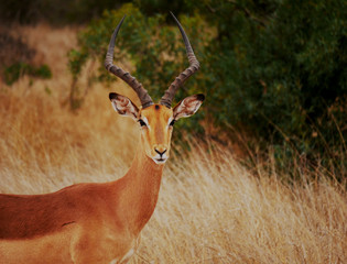 Impala in South Africa