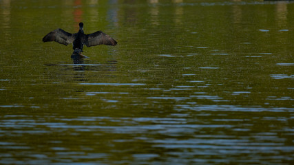 Ein Kormoran trocknet seit Gefieder