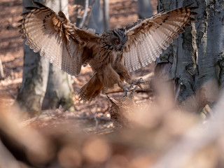 Eurasian eagle-owl (Bubo Bubo) in autumn forest. Eurasian eagle owl landing. Owl flying in forest. Eurasian eagle owl in flight.
