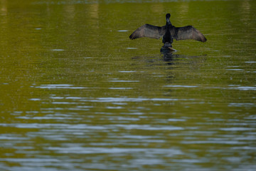 Fototapeta premium Ein Kormoran trocknet seit Gefieder