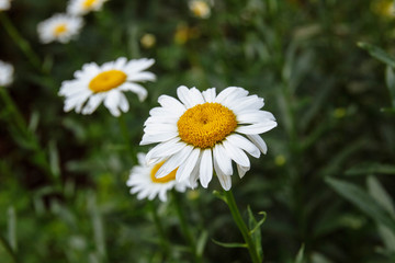 large shrub of white daisies with yellow middle with green leaves on stems close up in field and flower bed