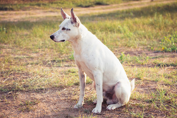 Fototapeta premium White lonely dog in nature.