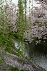 柳と桜