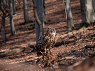 Eurasian eagle-owl (Bubo Bubo) in autumn forest. Eurasian eagle owl sitting on tree. Owl in forest.
