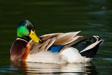 Stockentenerpel bei der Gefiederpflege