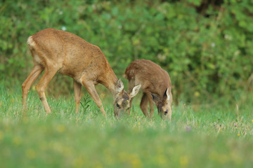 Chevrette et son faon.