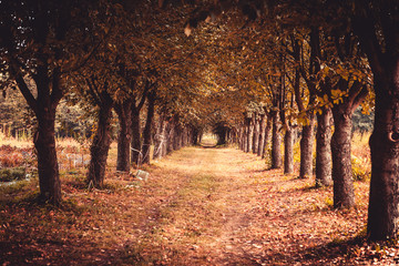 Autumn in city park. Beauty nature scene at fall season. Botanical Garden in Republic of Moldova. Beautiful city landscape.