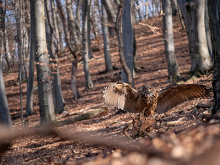 Eurasian eagle-owl (Bubo Bubo) in autumn forest. Eurasian eagle owl sitting on tree. Owl in forest.