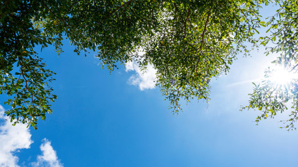 Trees branches frame beautiful green leaves against clear blue sky and light flare nature background image for nature background and nature design