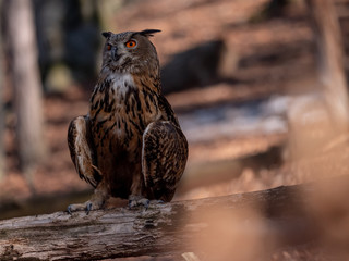 Eurasian eagle-owl (Bubo Bubo) in autumn forest. Eurasian eagle owl sitting on tree. Owl in forest.