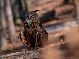 Eurasian eagle-owl (Bubo Bubo) in autumn forest. Eurasian eagle owl sitting on tree. Owl in forest.