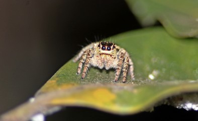 spider
