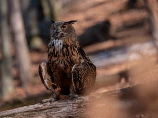 Eurasian eagle-owl (Bubo Bubo) in autumn forest. Eurasian eagle owl sitting on tree. Owl in forest.