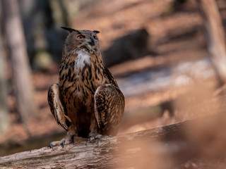 Eurasian eagle-owl (Bubo Bubo) in autumn forest. Eurasian eagle owl sitting on tree. Owl in forest.