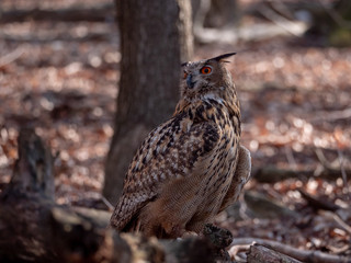 Eurasian eagle-owl (Bubo Bubo) in autumn forest. Eurasian eagle owl sitting on tree. Owl in forest.