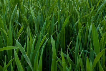 green blades of grass, closeup and full frame
