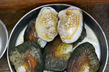 View of freshwater pearls in oysters in China